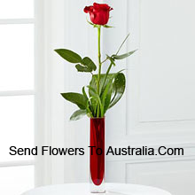 Cute Single Red Rose