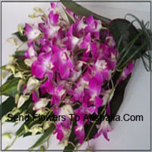 Conjunto de Orquídeas com Enchedores Sazonais